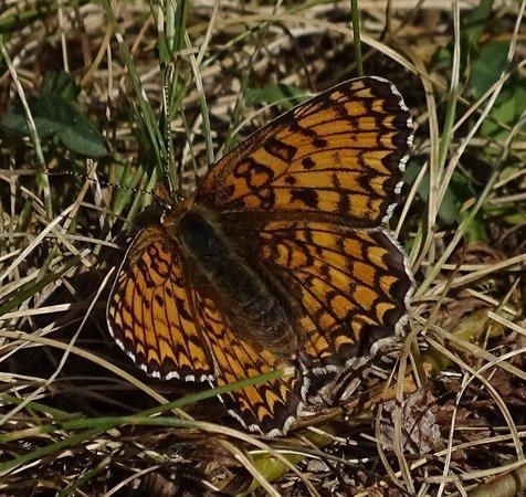 Réf. 212 034 : Melitaea phoebe